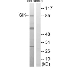Western Blot - Anti-SIK Antibody (B8185) - Antibodies.com