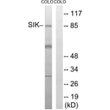 Western Blot - Anti-SIK Antibody (B8185) - Antibodies.com