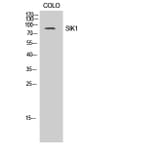 Western Blot - Anti-SIK Antibody (B8185) - Antibodies.com