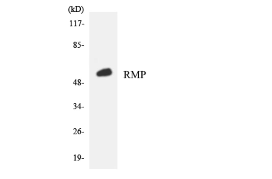 Western Blot - Anti-RMP Antibody (R12-3444) - Antibodies.com