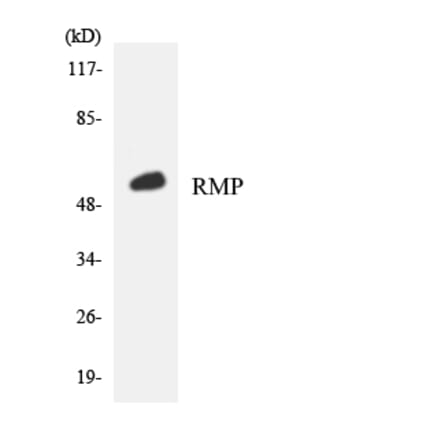 Western Blot - Anti-RMP Antibody (R12-3444) - Antibodies.com