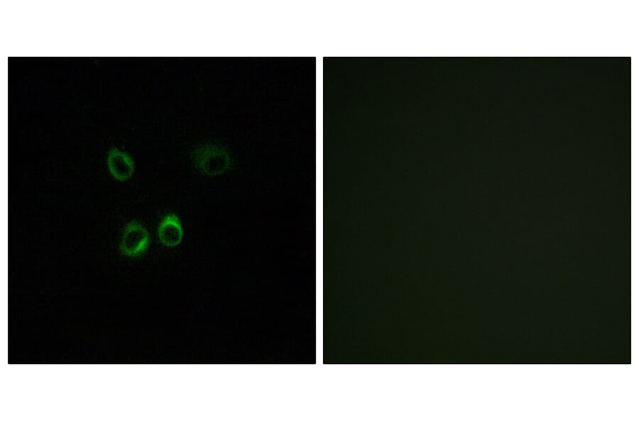 Immunofluorescence - Anti-RGR Antibody (G737) - Antibodies.com