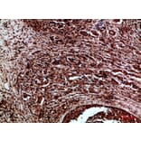 Immunohistochemistry - Anti-RET Antibody (C30856) - Antibodies.com