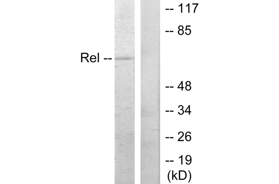 Western Blot - Anti-Rel Antibody (B7211) - Antibodies.com