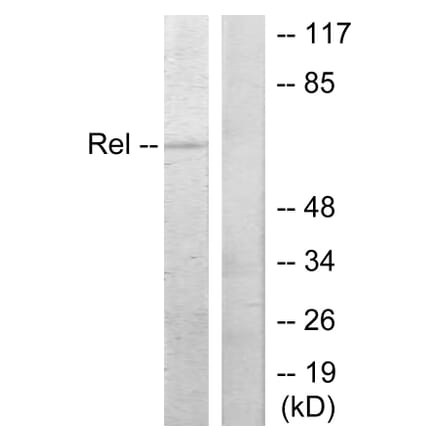 Western Blot - Anti-Rel Antibody (B7211) - Antibodies.com