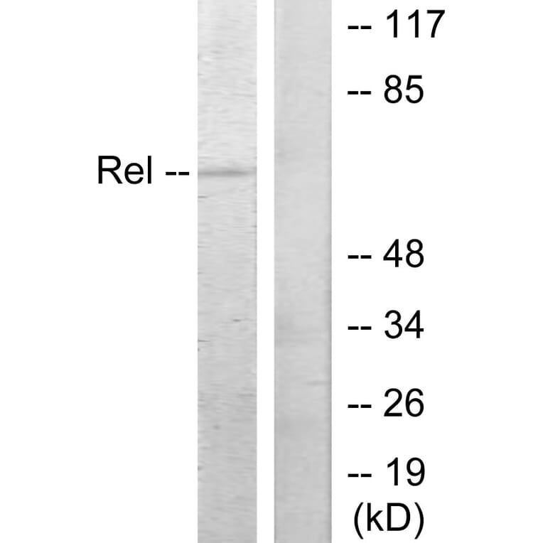 Western Blot - Anti-Rel Antibody (B7211) - Antibodies.com