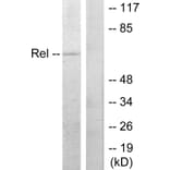 Western Blot - Anti-Rel Antibody (B7211) - Antibodies.com