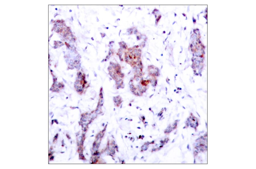 Immunohistochemistry - Anti-Rel Antibody (B7211) - Antibodies.com