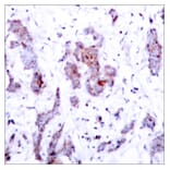 Immunohistochemistry - Anti-Rel Antibody (B7211) - Antibodies.com