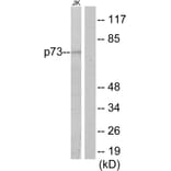 Western Blot - Anti-p73 Antibody (C10080) - Antibodies.com