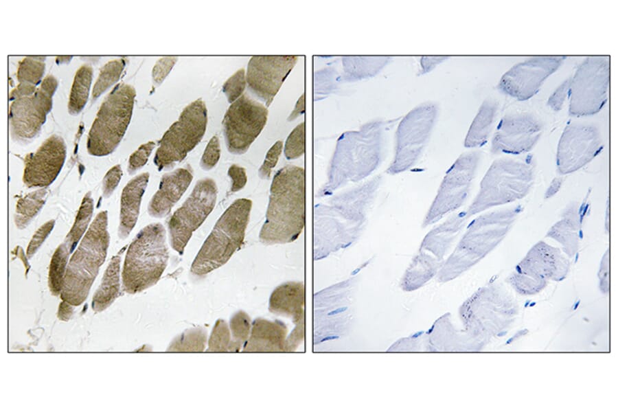 Immunohistochemistry - Anti-NMU Antibody (C16975) - Antibodies.com