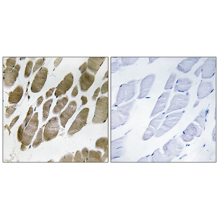 Immunohistochemistry - Anti-NMU Antibody (C16975) - Antibodies.com