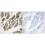 Immunohistochemistry - Anti-NMU Antibody (C16975) - Antibodies.com