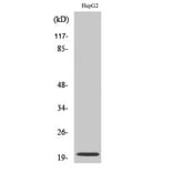 Western Blot - Anti-NMU Antibody (C16975) - Antibodies.com