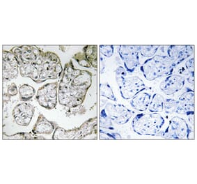 Immunohistochemistry - Anti-ME2 Antibody (C16813) - Antibodies.com