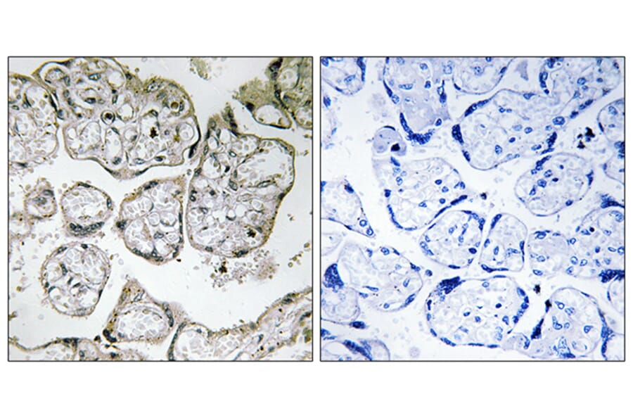 Immunohistochemistry - Anti-ME2 Antibody (C16813) - Antibodies.com