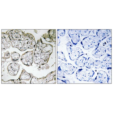 Immunohistochemistry - Anti-ME2 Antibody (C16813) - Antibodies.com