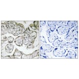 Immunohistochemistry - Anti-ME2 Antibody (C16813) - Antibodies.com