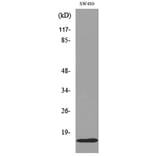 Western Blot - Anti-MDK Antibody (C30098) - Antibodies.com