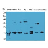 Western Blot - Anti-MDK Antibody (C30098) - Antibodies.com