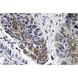 Immunohistochemistry - Anti-IgA Antibody (R12-2194) - Antibodies.com