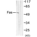 Western Blot - Anti-FAS Antibody (C0355) - Antibodies.com