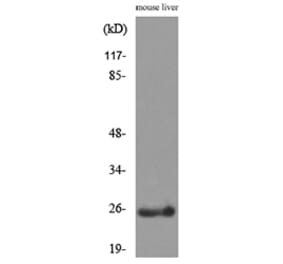 Western Blot - Anti-CRP Antibody (C30134) - Antibodies.com