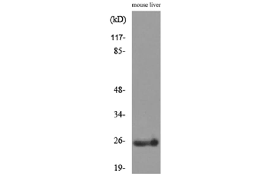 Western Blot - Anti-CRP Antibody (C30134) - Antibodies.com