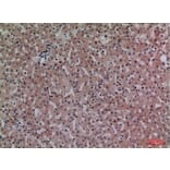 Immunohistochemistry - Anti-CRP Antibody (C30134) - Antibodies.com