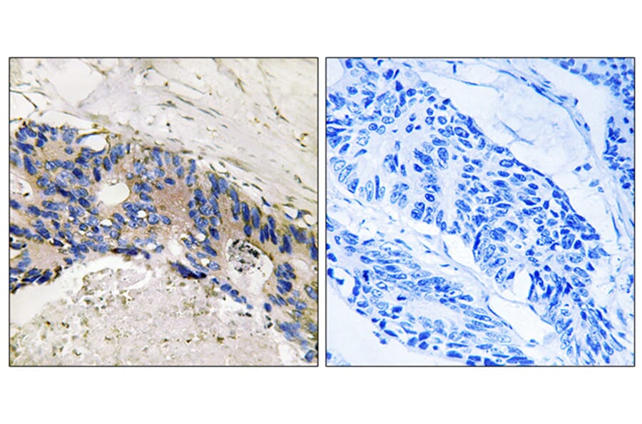 Immunohistochemistry - Anti-CA1 Antibody (C14934) - Antibodies.com