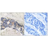 Immunohistochemistry - Anti-CA1 Antibody (C14934) - Antibodies.com