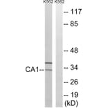 Western Blot - Anti-CA1 Antibody (C14934) - Antibodies.com
