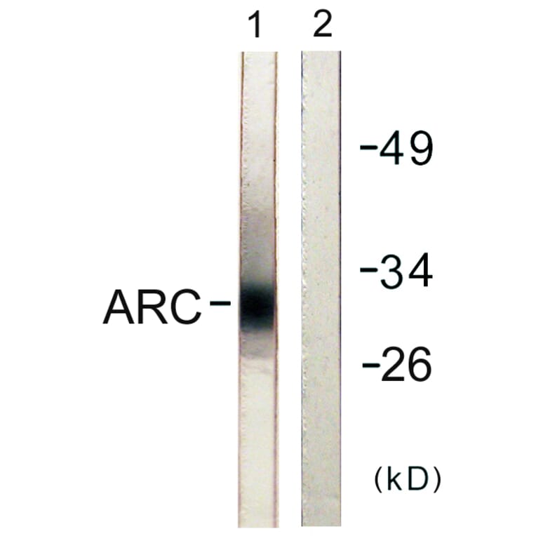 Western Blot - Anti-ARC Antibody (C0130) - Antibodies.com