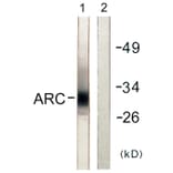 Western Blot - Anti-ARC Antibody (C0130) - Antibodies.com