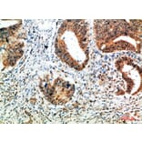 Immunohistochemistry - Anti-ALB Antibody (C30864) - Antibodies.com