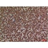 Immunohistochemistry - Anti-ADM Antibody (C30148) - Antibodies.com