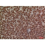 Immunohistochemistry - Anti-ADM Antibody (C30148) - Antibodies.com