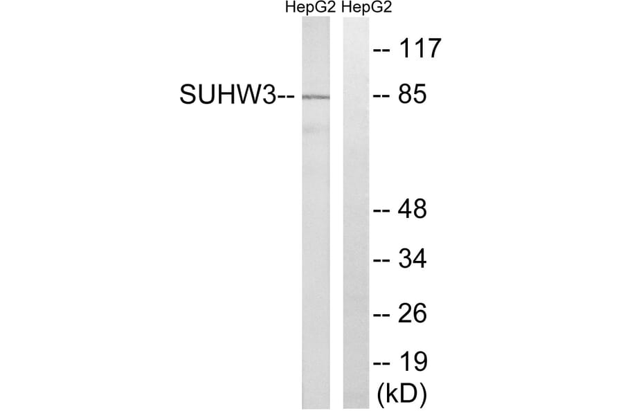 Western Blot - Anti-ZNF280C Antibody (C18987) - Antibodies.com