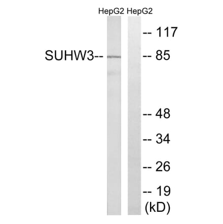 Western Blot - Anti-ZNF280C Antibody (C18987) - Antibodies.com