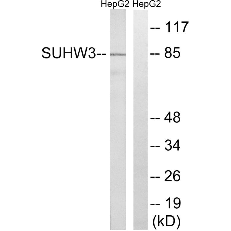 Western Blot - Anti-ZNF280C Antibody (C18987) - Antibodies.com