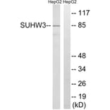 Western Blot - Anti-ZNF280C Antibody (C18987) - Antibodies.com