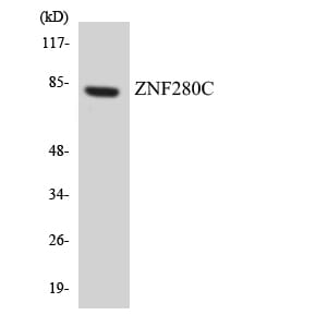 Western blot analysis of the lysates from HeLa cells using Anti-ZNF280C Antibody.