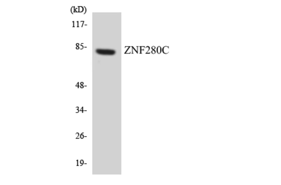 Western Blot - Anti-ZNF280C Antibody (R12-3696) - Antibodies.com