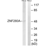 Western Blot - Anti-ZNF280A Antibody (C18985) - Antibodies.com