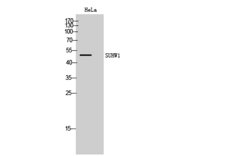 Western Blot - Anti-ZNF280A Antibody (C18985) - Antibodies.com