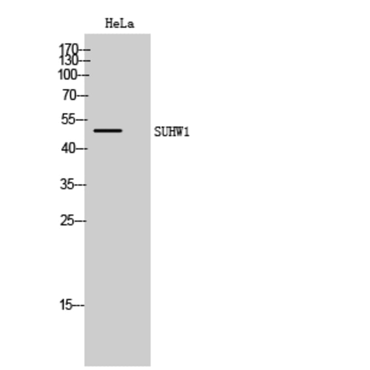 Western Blot - Anti-ZNF280A Antibody (C18985) - Antibodies.com