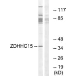 Western Blot - Anti-ZDHHC15 Antibody (C17595) - Antibodies.com