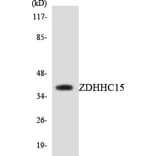 Western Blot - Anti-ZDHHC15 Antibody (R12-3690) - Antibodies.com