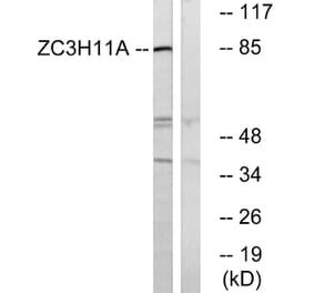 Western Blot - Anti-ZC3H11A Antibody (C19574) - Antibodies.com