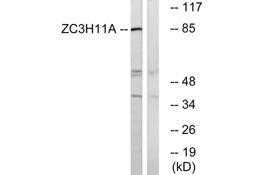 Western Blot - Anti-ZC3H11A Antibody (C19574) - Antibodies.com